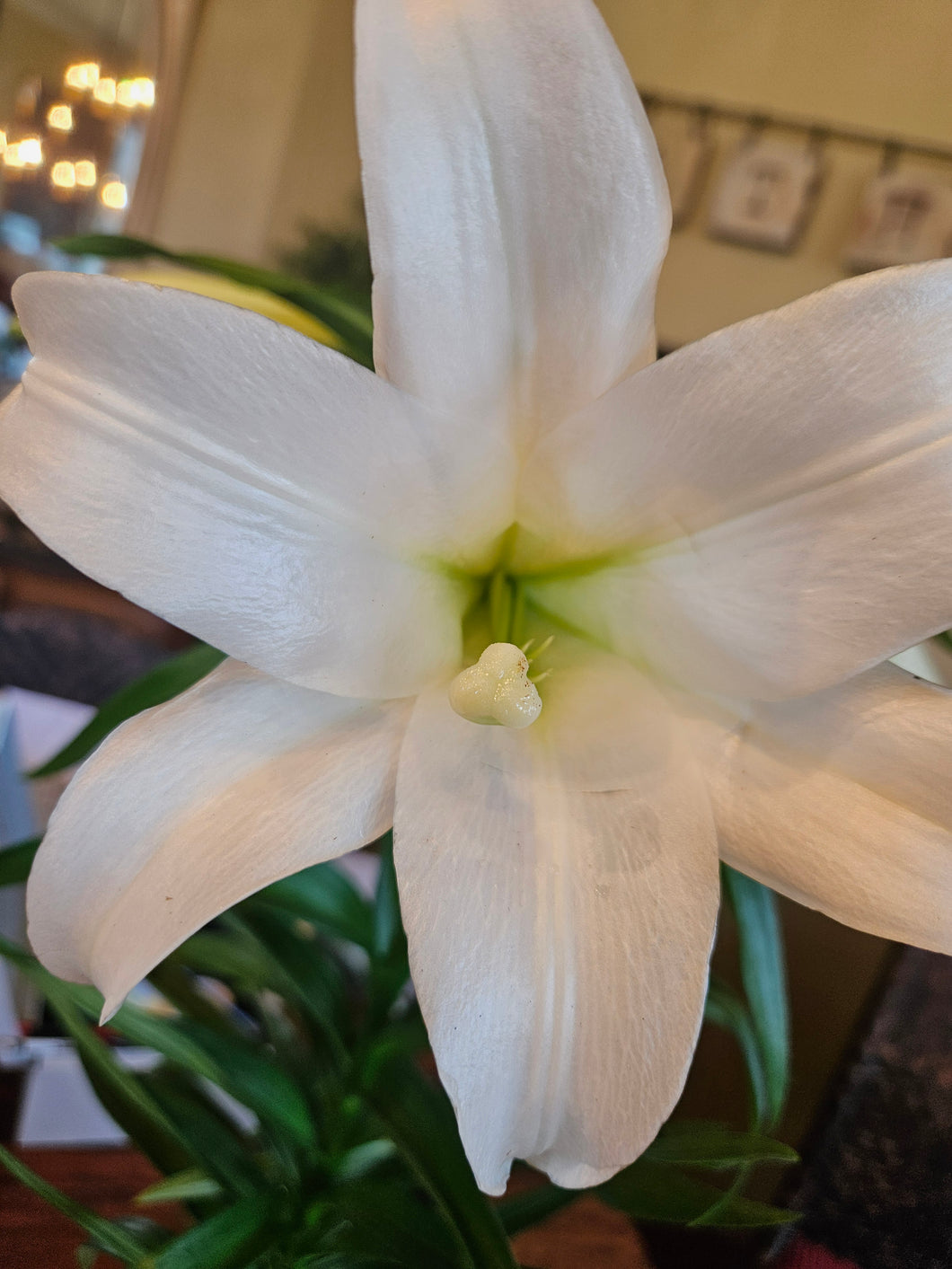 Easter Lily