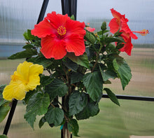 Load image into Gallery viewer, Multi-colored Hibiscus
