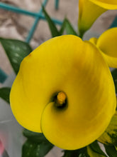 Load image into Gallery viewer, Calla Lily
