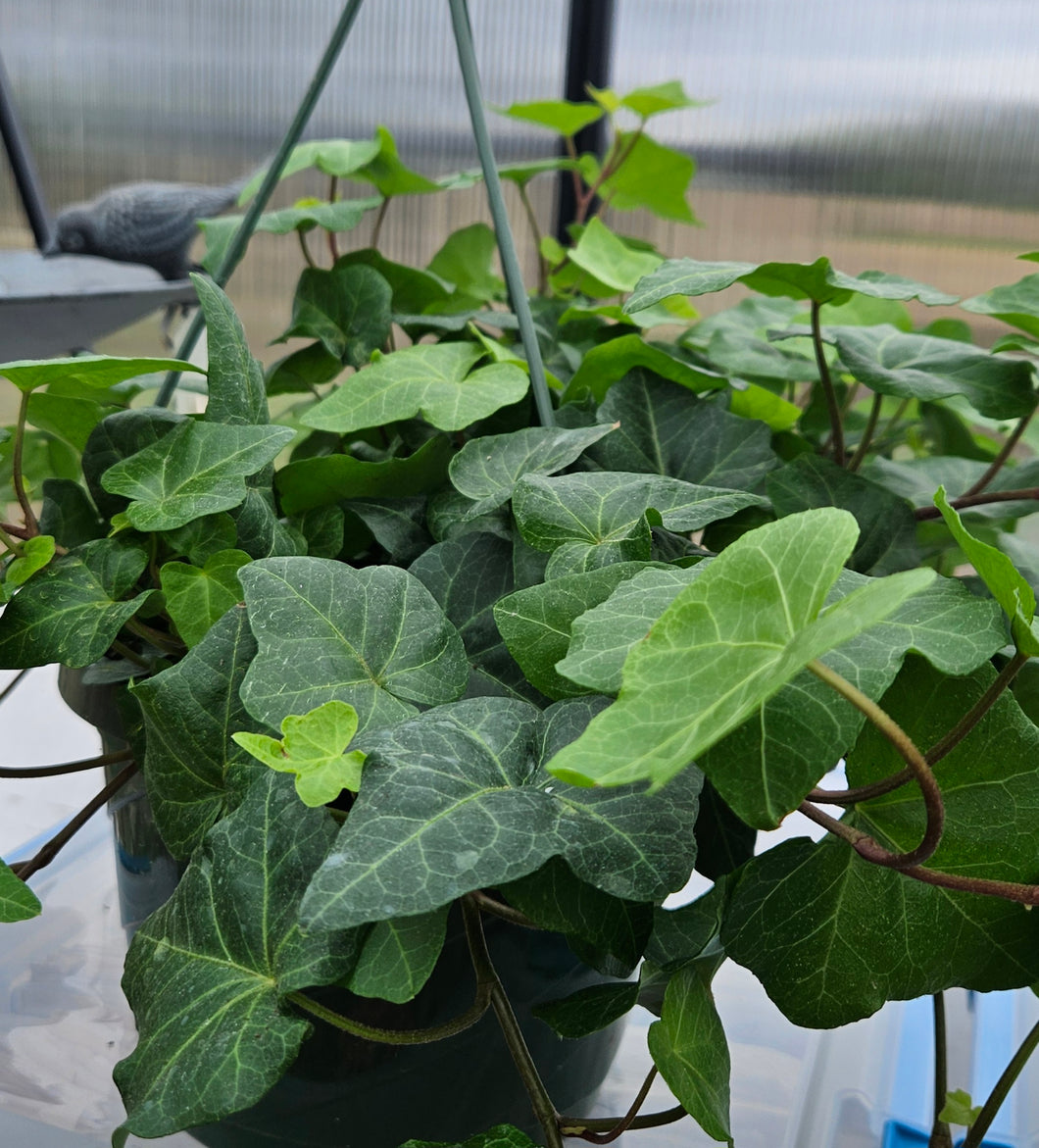 Everyday Indoor Hanging Plants