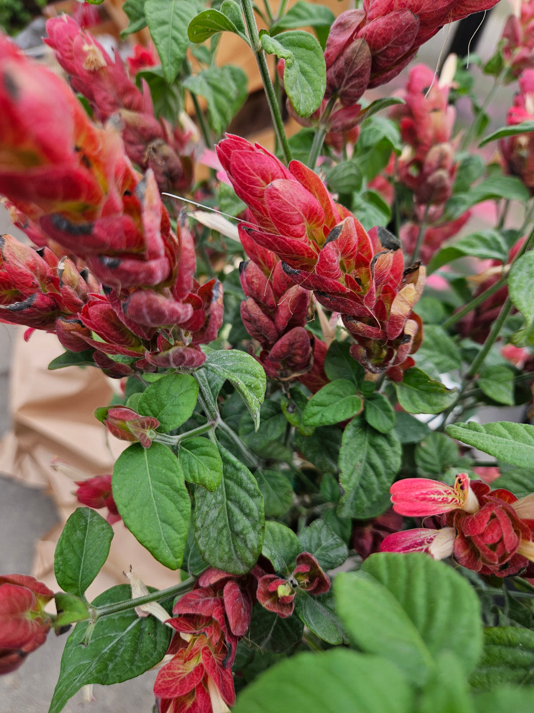 Shrimp Plant