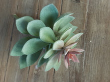 Load image into Gallery viewer, Succulents
