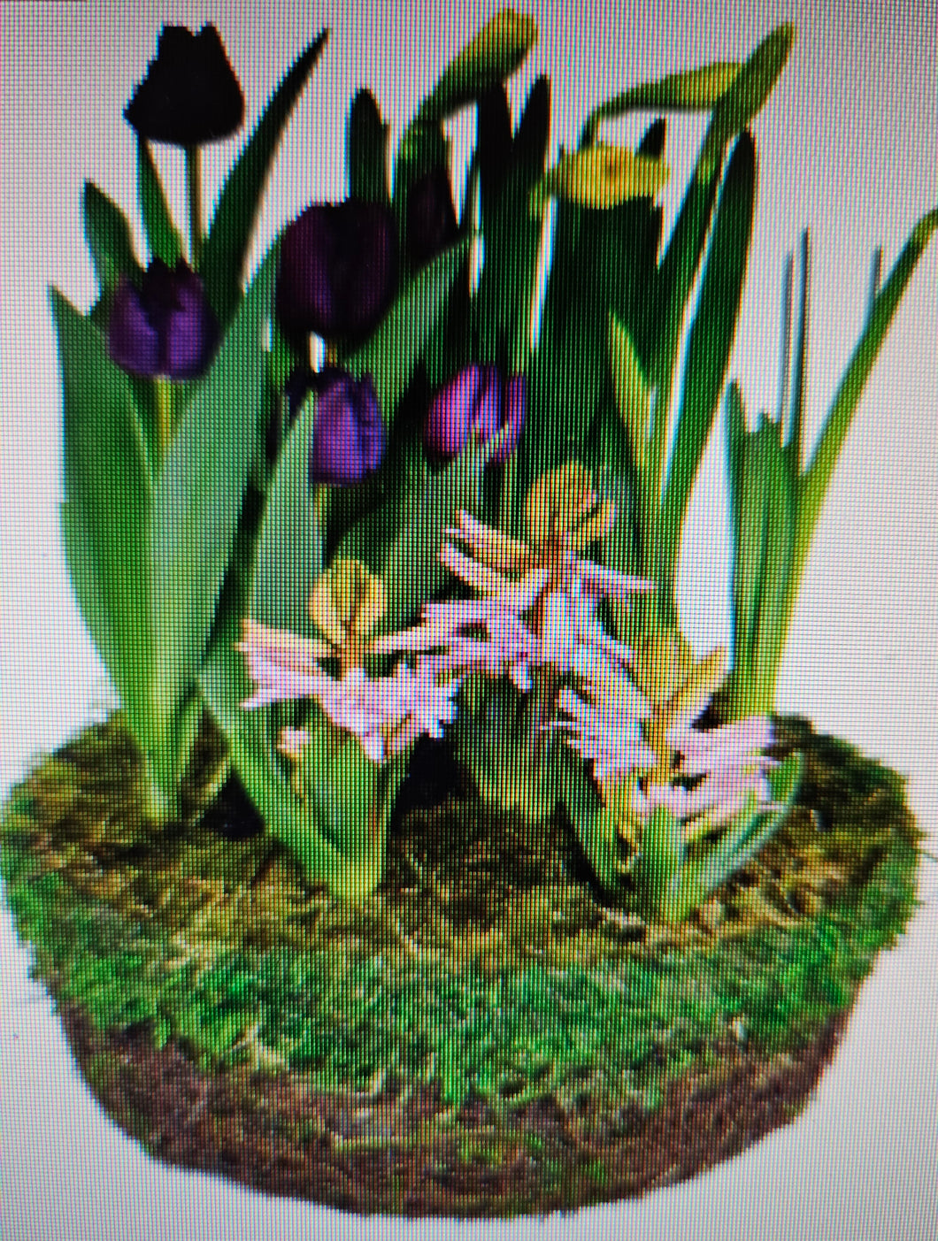 Blooming Bulb Basket