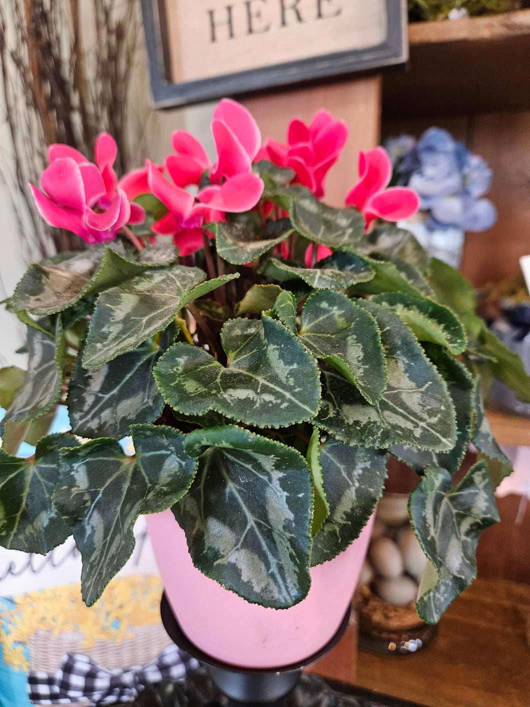 Cyclamen