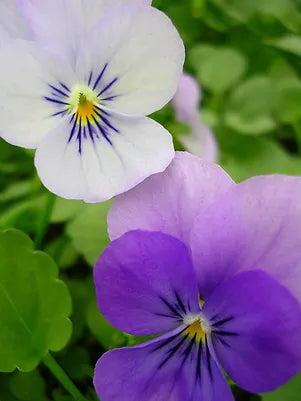 Pansy Bowls