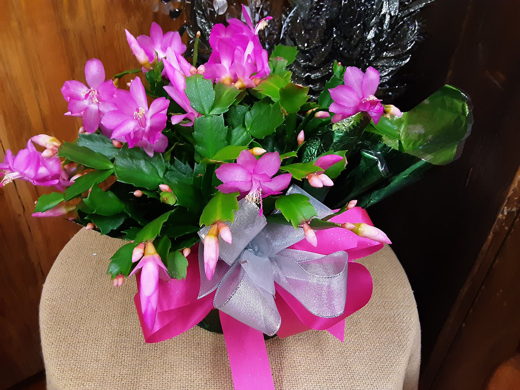 Christmas Cactus